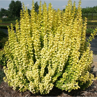       Berberis thunbergii Maria